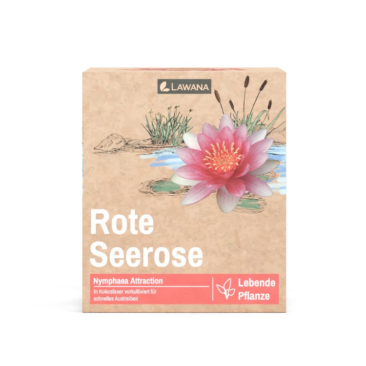 Planta iaz Lawana Nymphaea Natura Coco Attraction - imagine 6